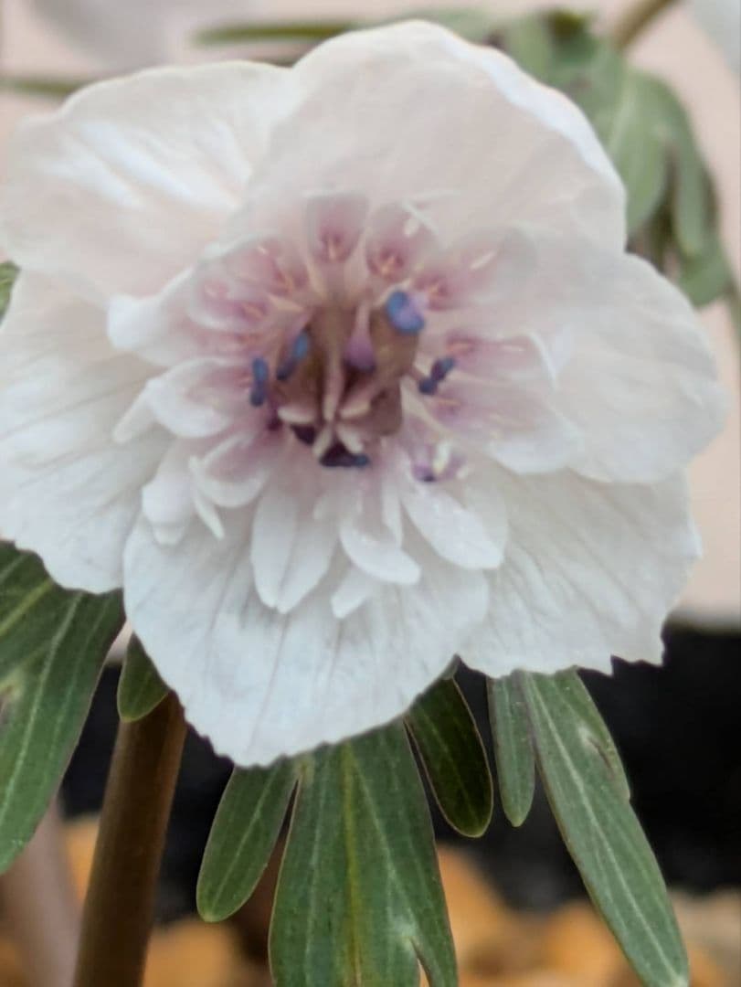 G.セツブンソウ　八重咲き　3花