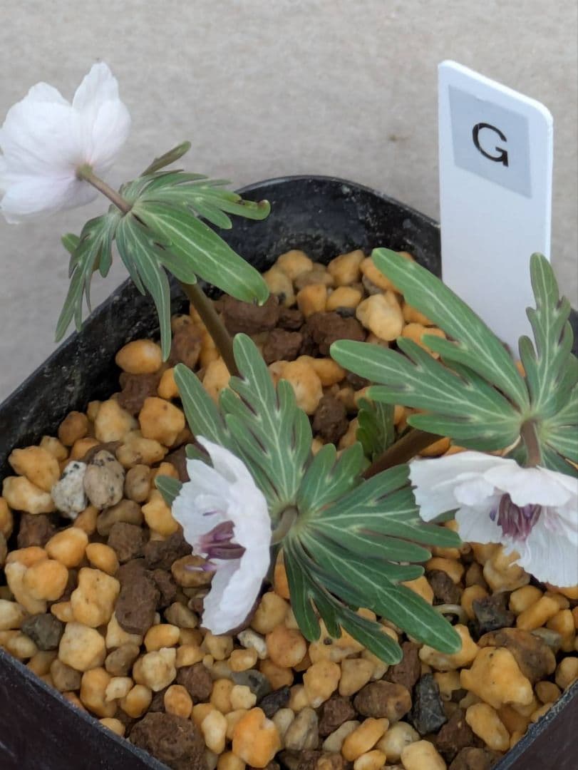 G.セツブンソウ　八重咲き　3花