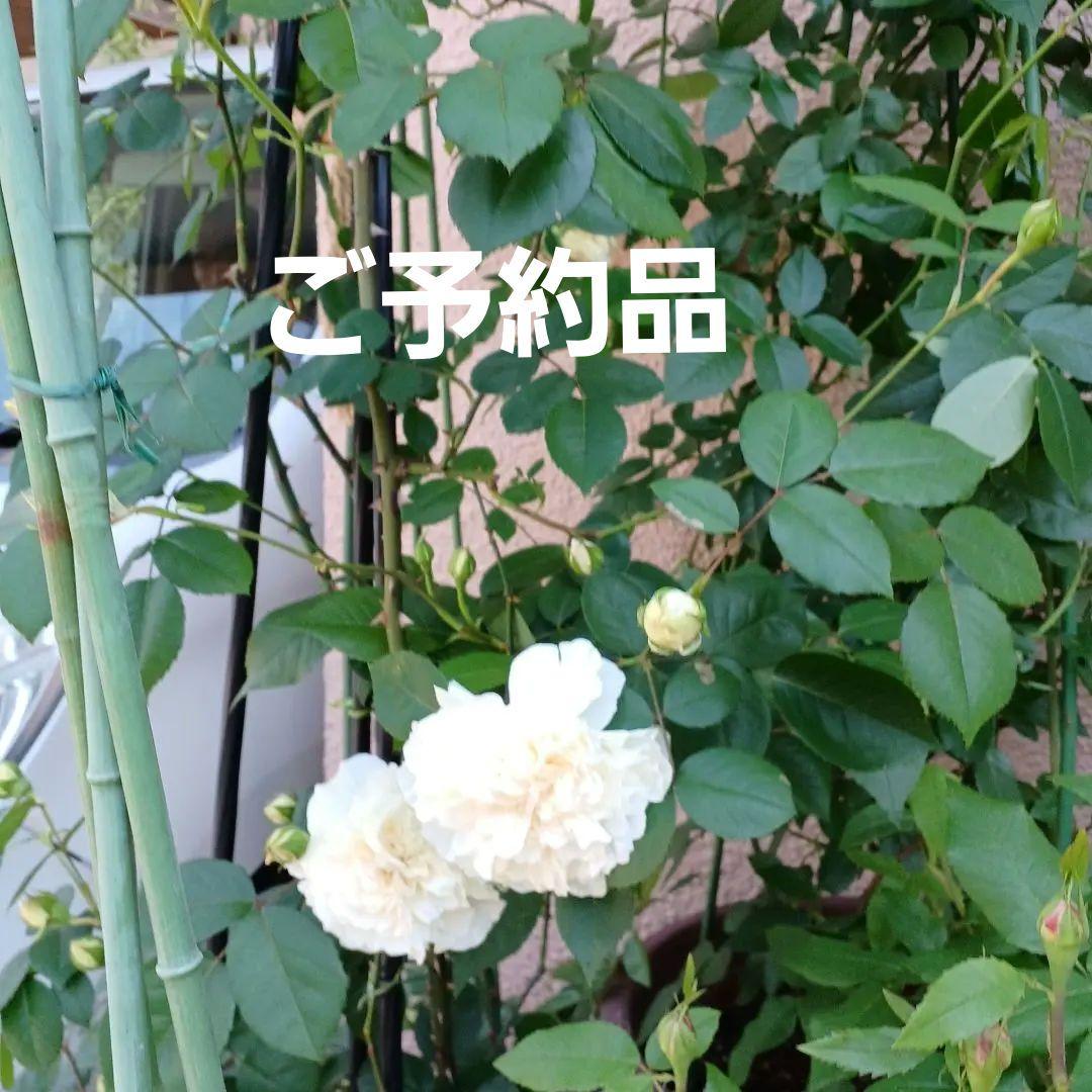 四季咲きツルバラ抜き苗画像9～10