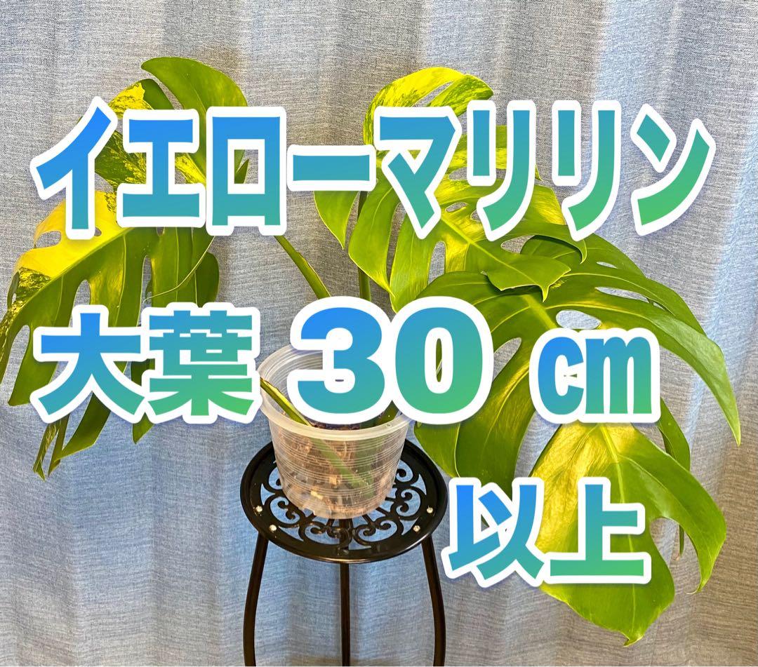 【大葉30㎝以上】4枚葉 モンステラ デリシオーサ イエローマリリン 斑入り