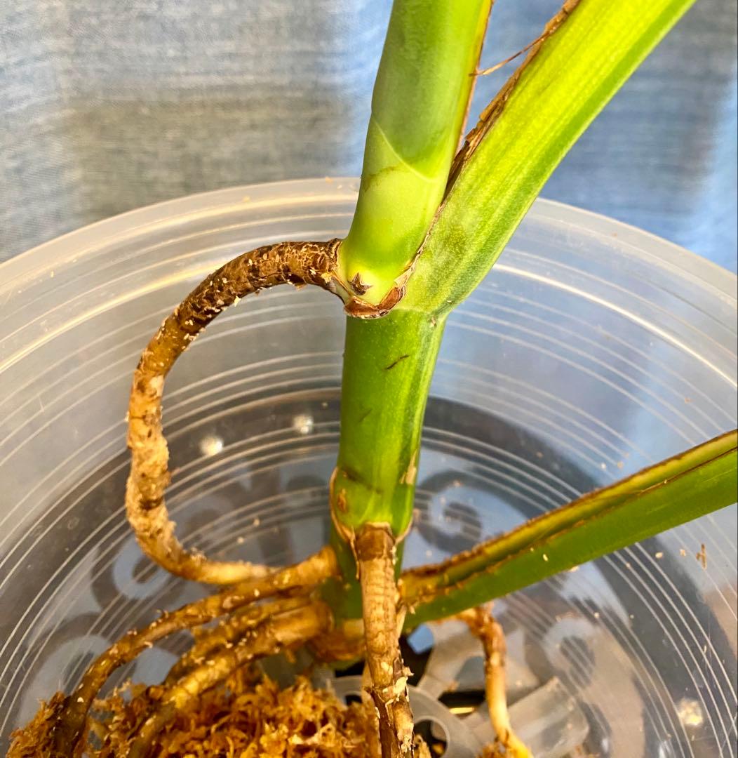 【大葉30㎝以上】4枚葉 モンステラ デリシオーサ イエローマリリン 斑入り