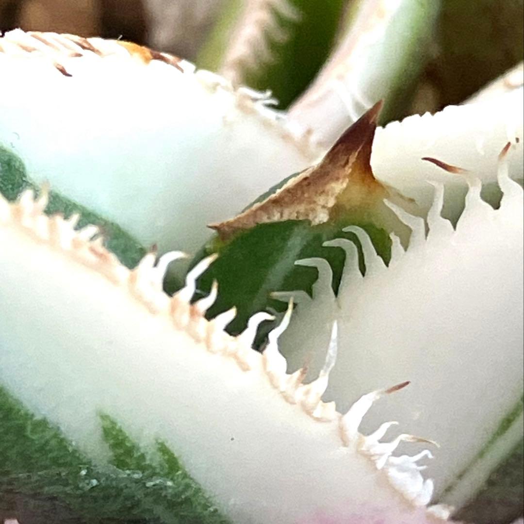 速達【鉢ごと発送】活着　特大　選抜　アガべ　チタノタ　豆豆龍錦　TC 白覆輪