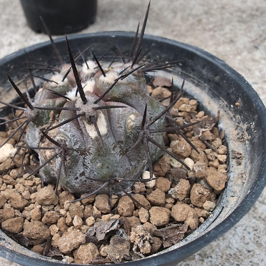 輸入球　コピアポア　黒王丸　かき仔②　自根　鉢ごと送料込み