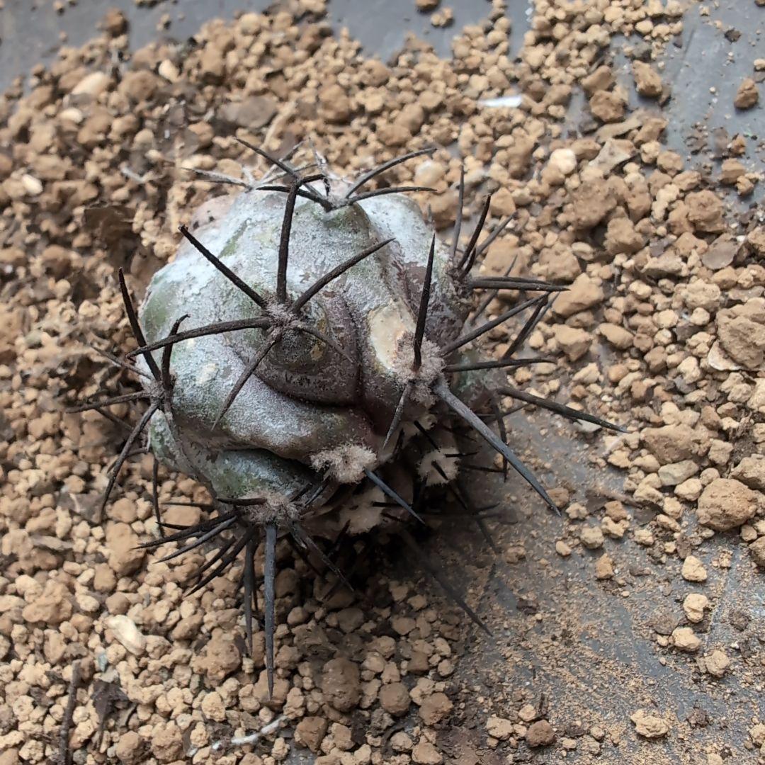 輸入球　コピアポア　黒王丸　かき仔②　自根　鉢ごと送料込み