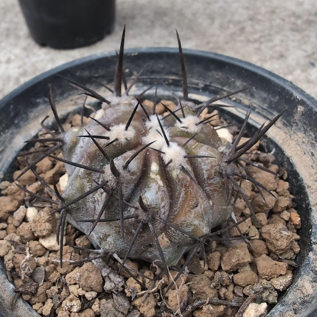 輸入球　コピアポア　黒王丸　かき仔②　自根　鉢ごと送料込み