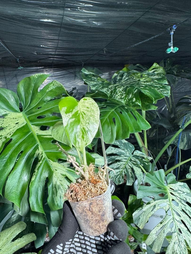 Q3モンステラ　デリシオーサ　ベトシオーサ　2寸ポリポット　ネコポス発送