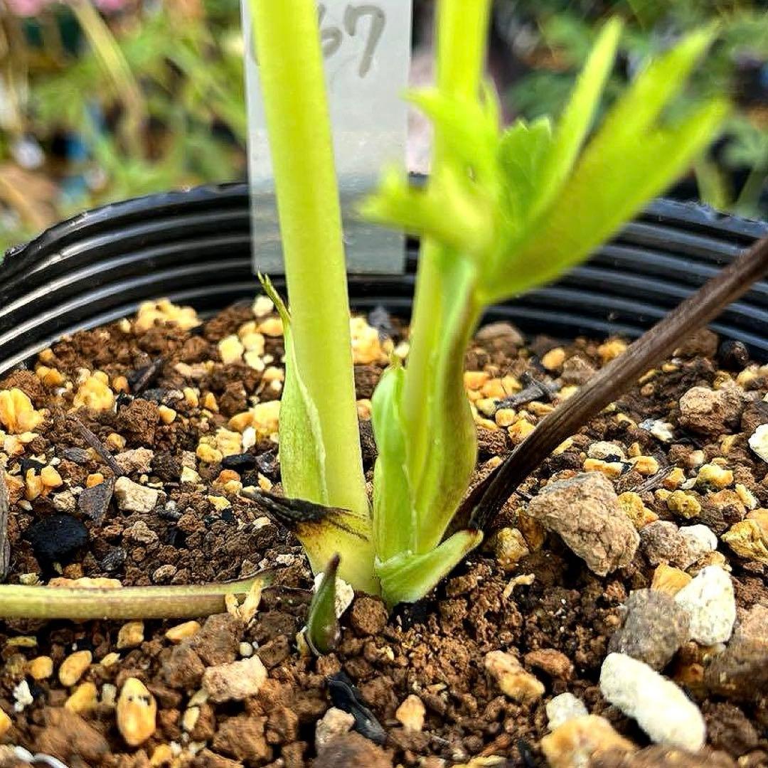 の*ん様 ❤️開花株❤️プチプチ新芽❤️1267⭐️超極上⭐️2024年NO1⭐