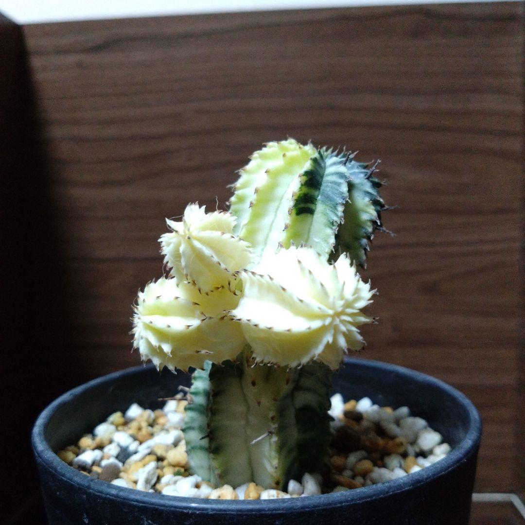 ユーフォルビア・ホリダ錦