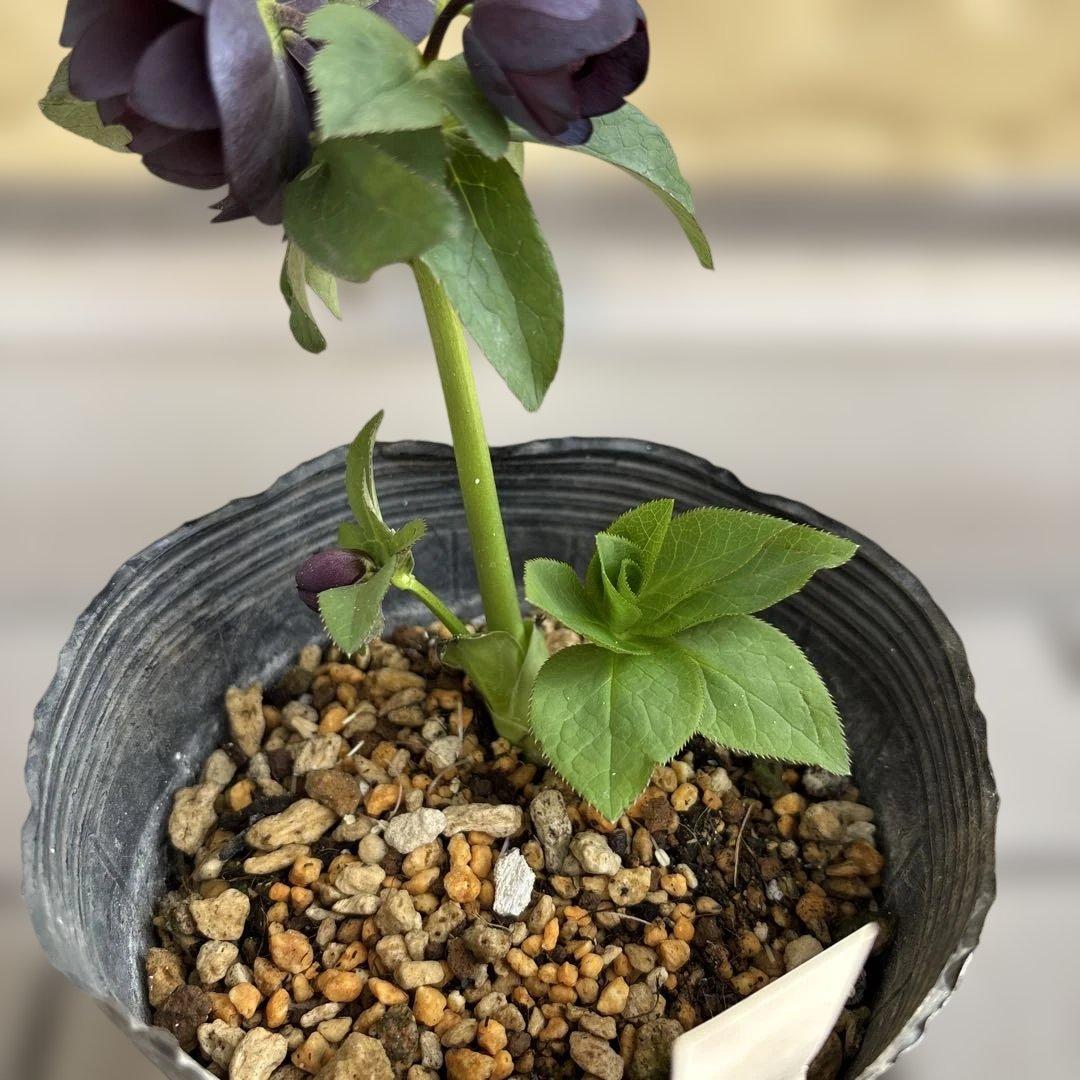 八咫烏hyb 加藤農園　クリスマスローズ　開花株　現品　匿名発送　交配タグ付き