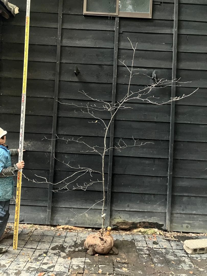 1 山採り　アズキナシ