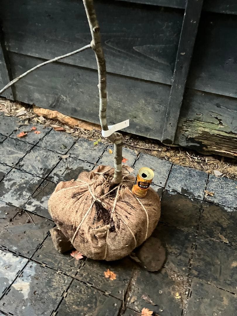 1 山採り　アズキナシ