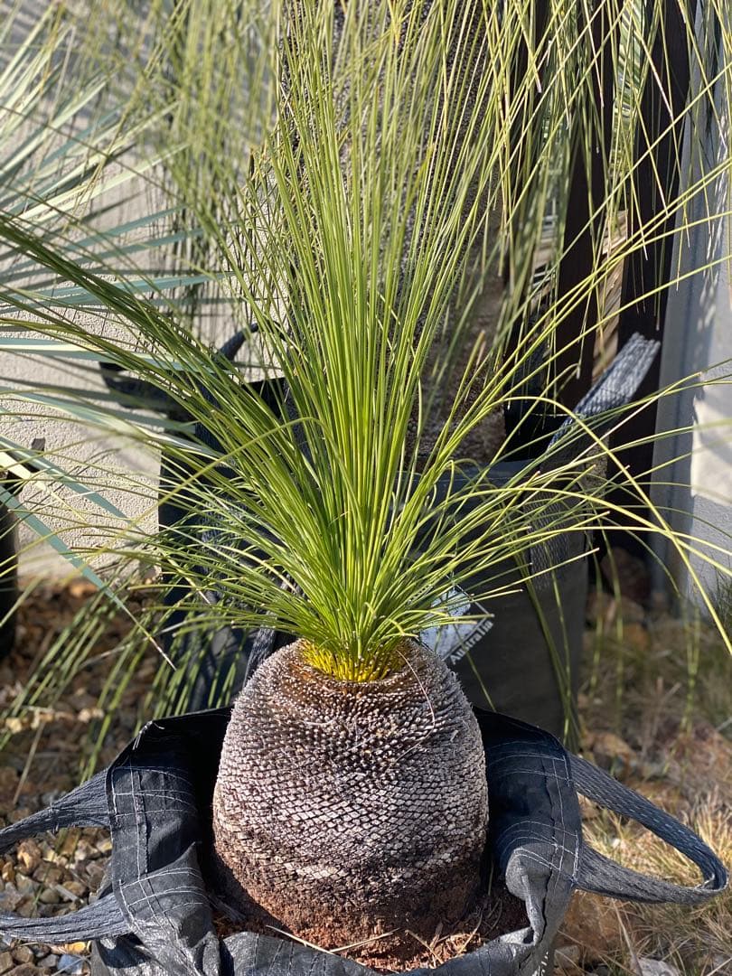 ⭐︎初売り⭐︎ブラックボーイ