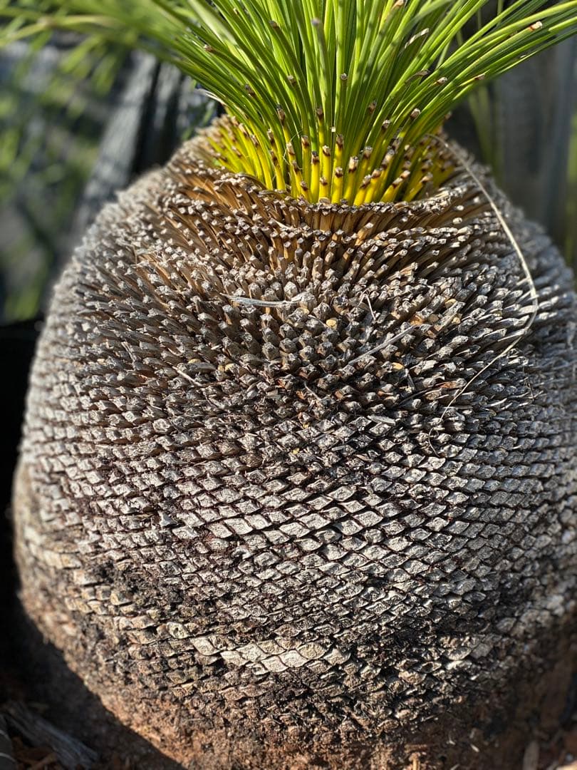 ⭐︎初売り⭐︎ブラックボーイ