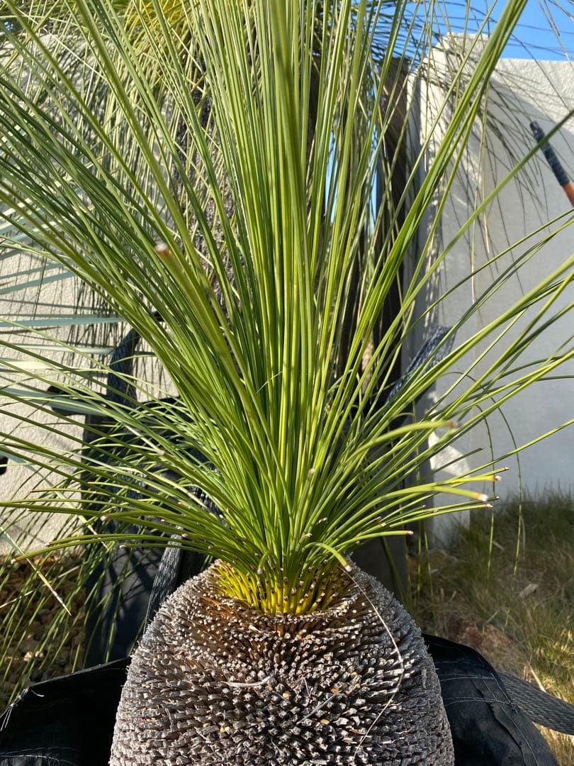 ⭐︎初売り⭐︎ブラックボーイ