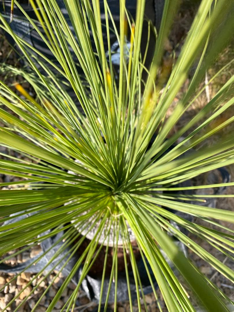 ⭐︎初売り⭐︎ブラックボーイ