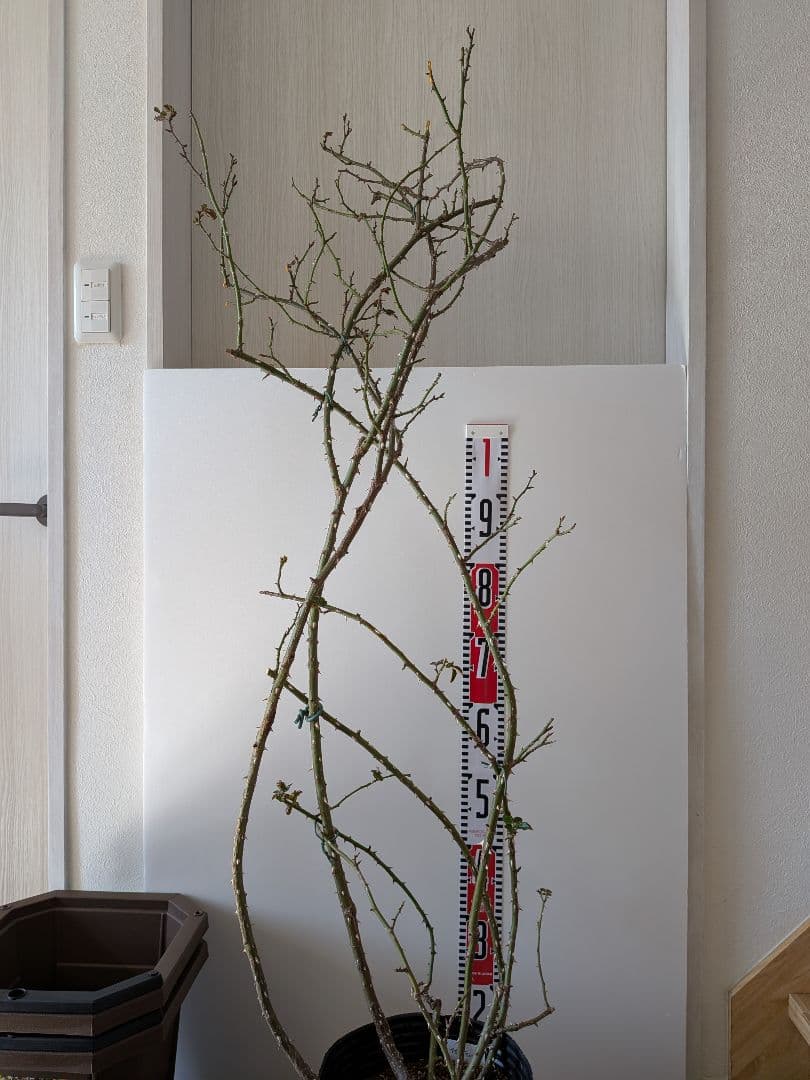 フロレンティーナ