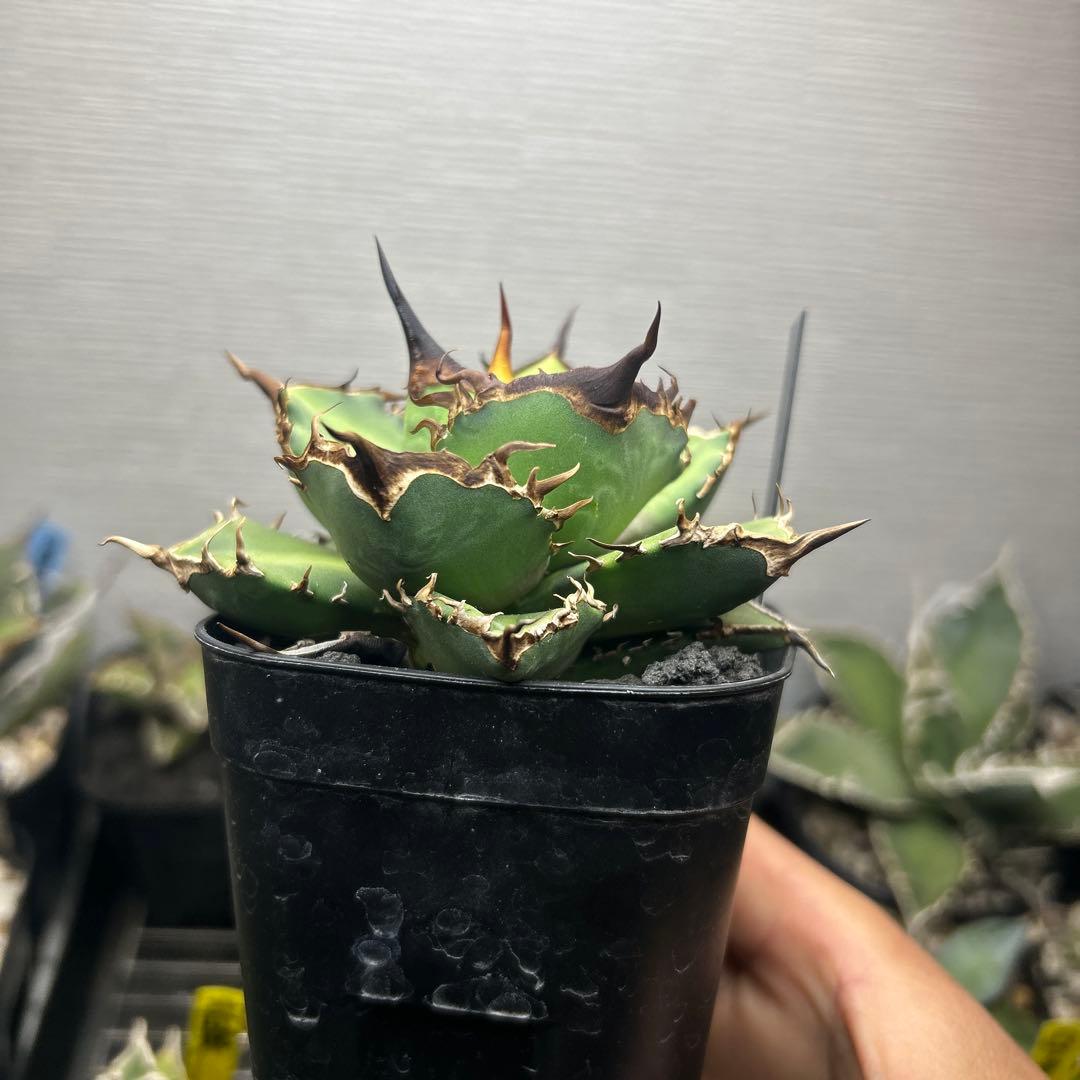 アガベ　dennis043