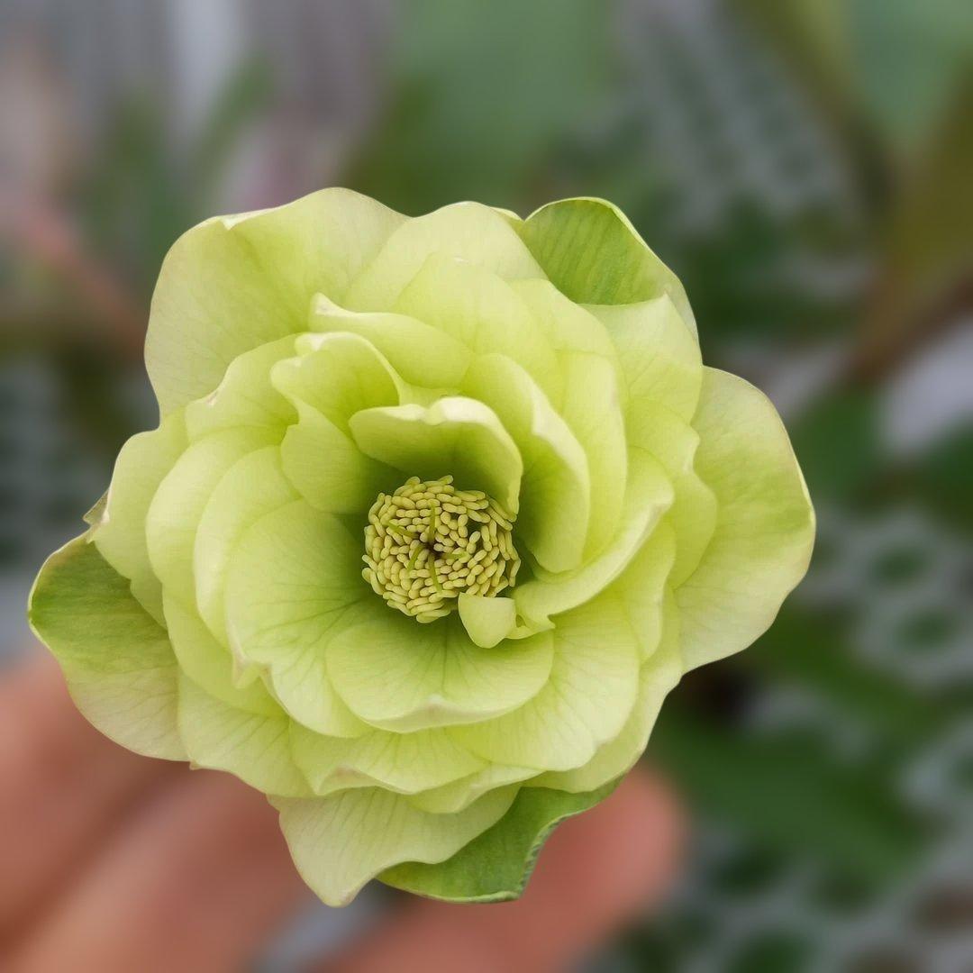 専用、カラーリーフがキレイ！クリスマスローズ2個セット、苗、開花株