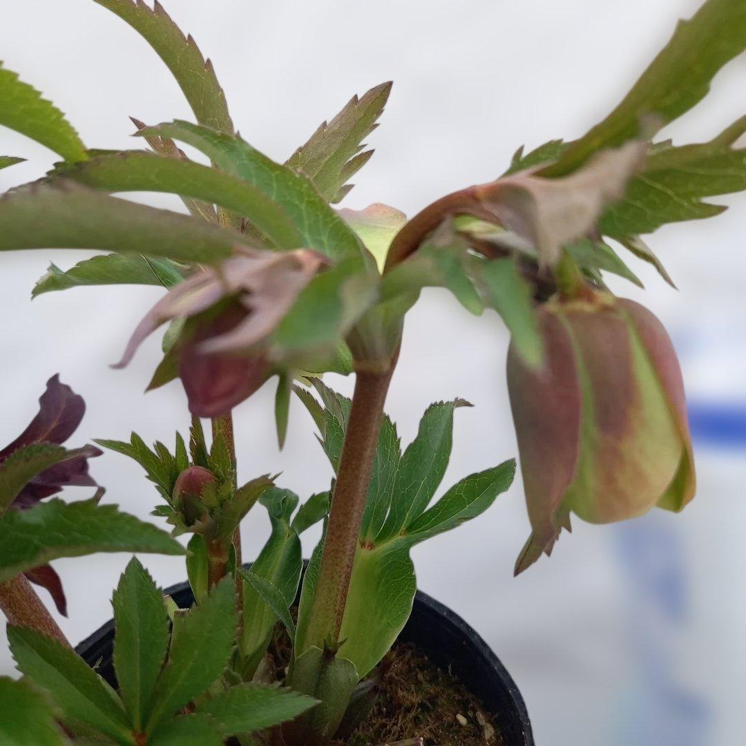 専用、カラーリーフがキレイ！クリスマスローズ2個セット、苗、開花株