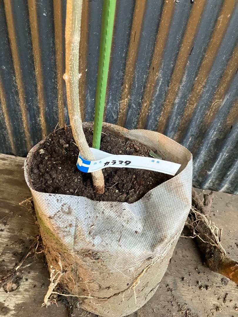 オリーブの木　カラマタ