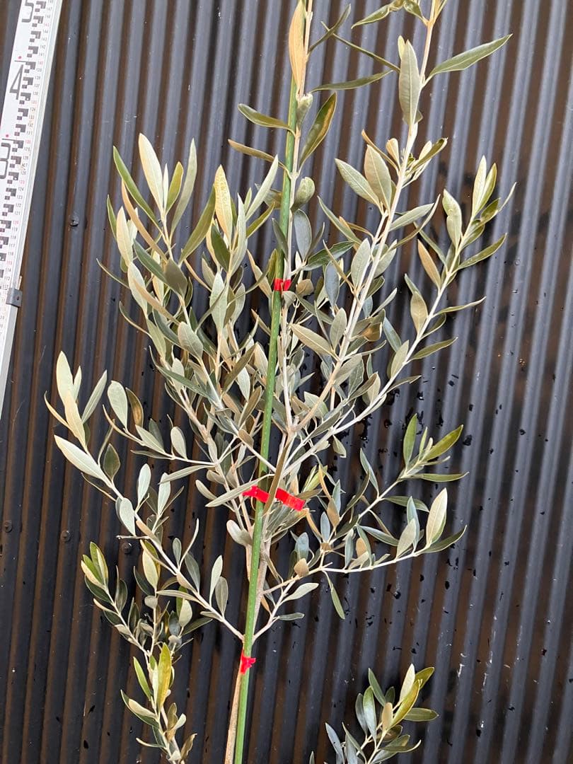 オリーブの木　カラマタ