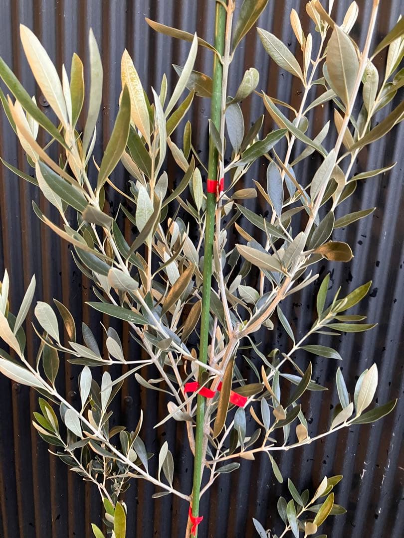 オリーブの木　カラマタ