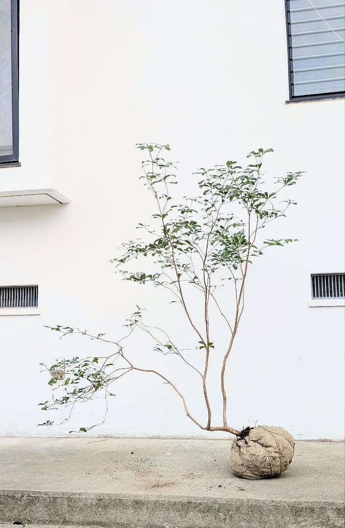 山採りアセビ。