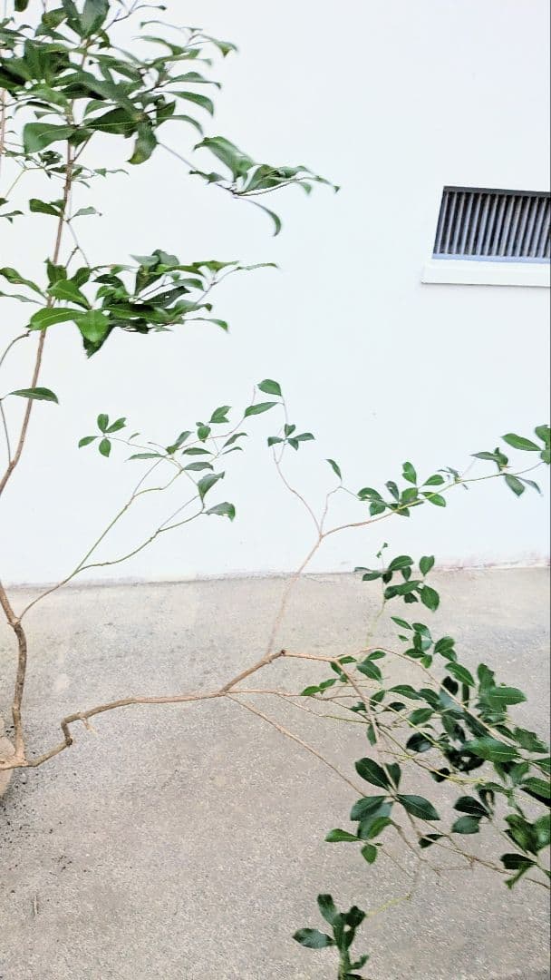 山採りアセビ。