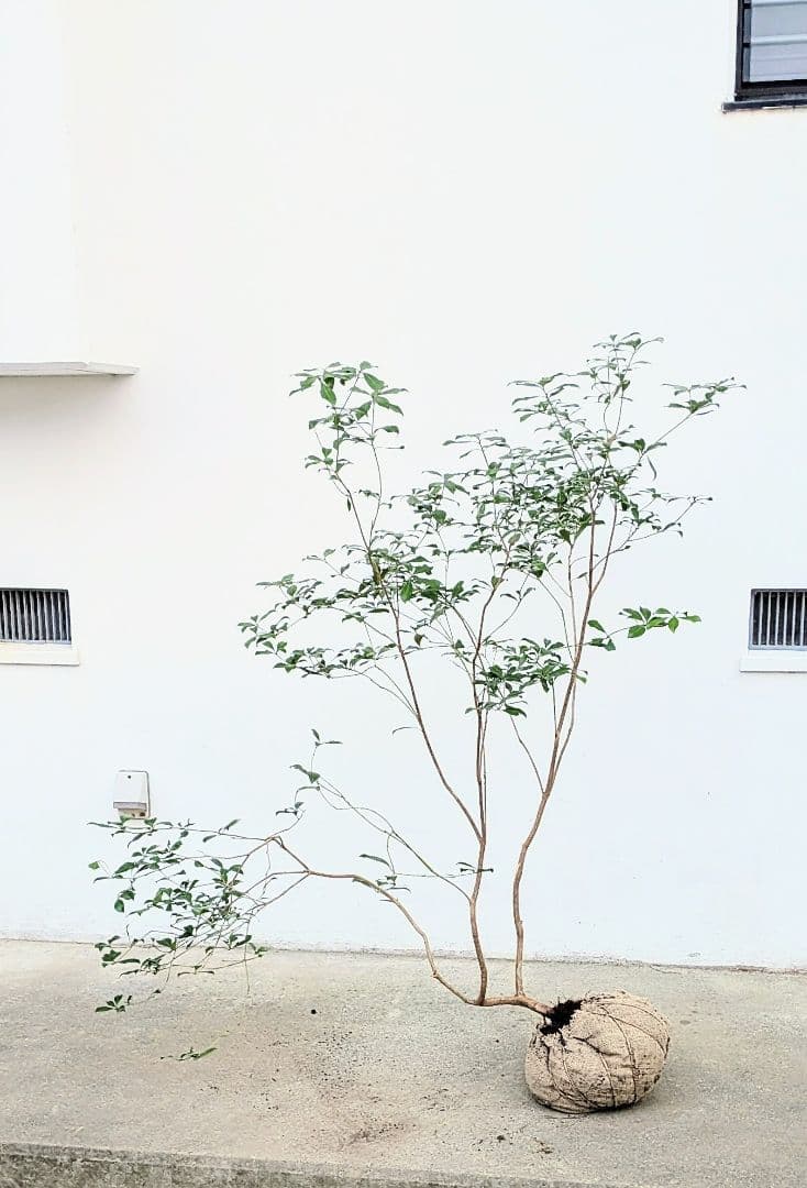 山採りアセビ。