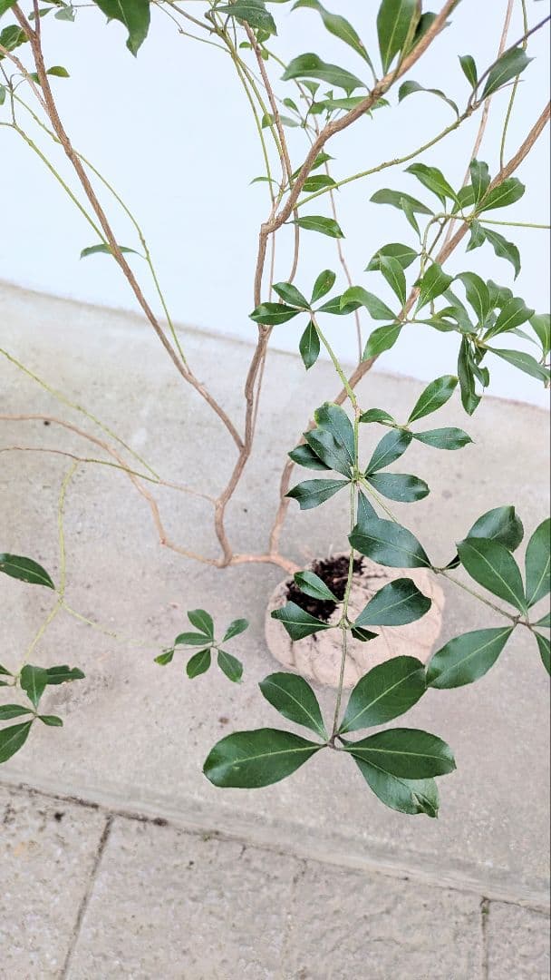 山採りアセビ。