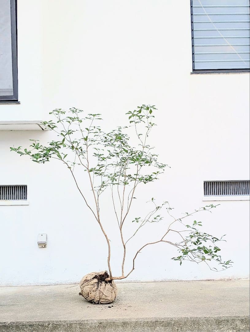 山採りアセビ。