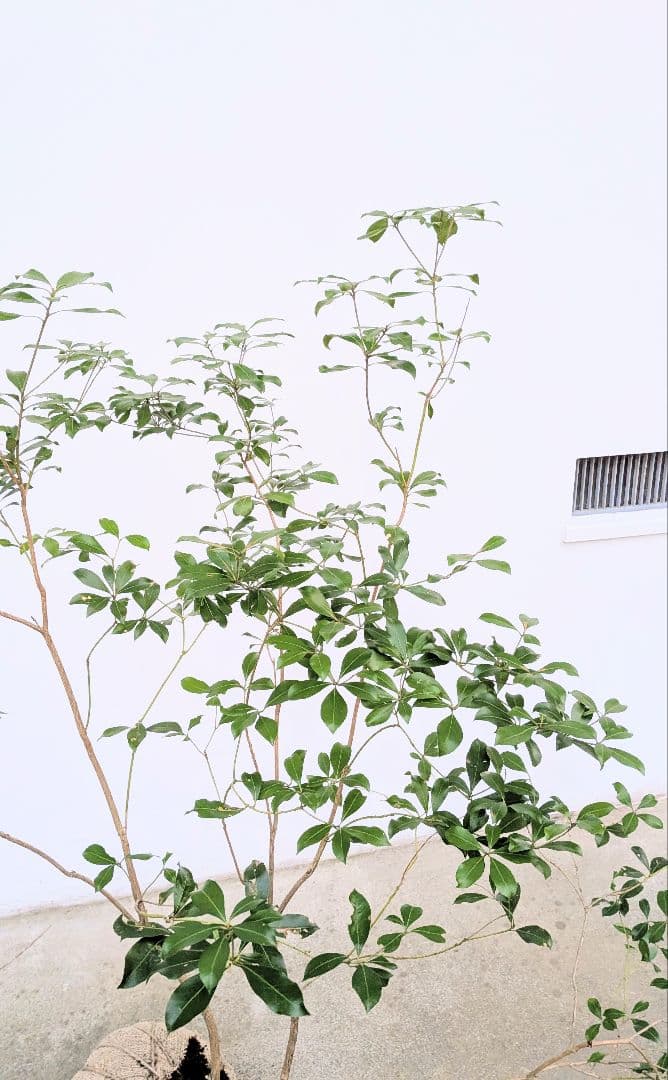 山採りアセビ。