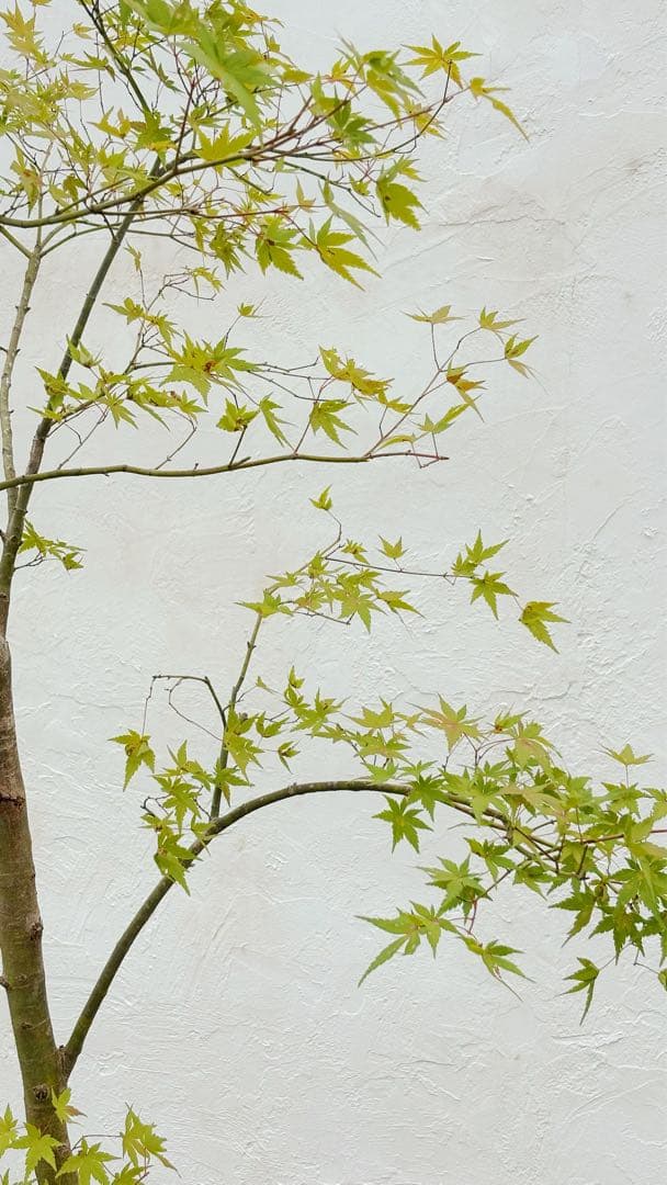 逸品。特大山採りイロハモミジ3.0M(鉢底から)◎シンボルツリー