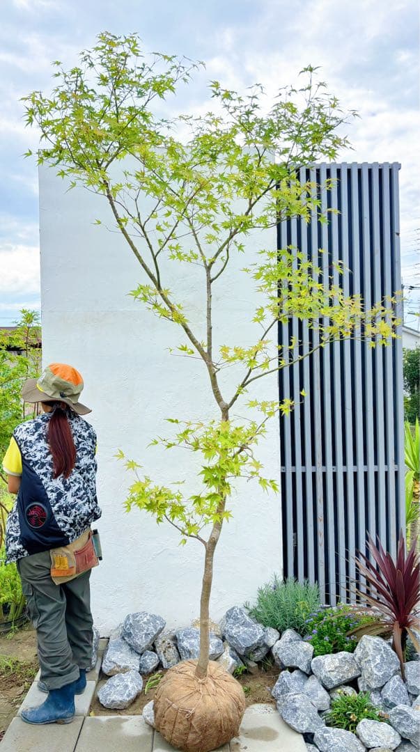 逸品。特大山採りイロハモミジ3.0M(鉢底から)◎シンボルツリー