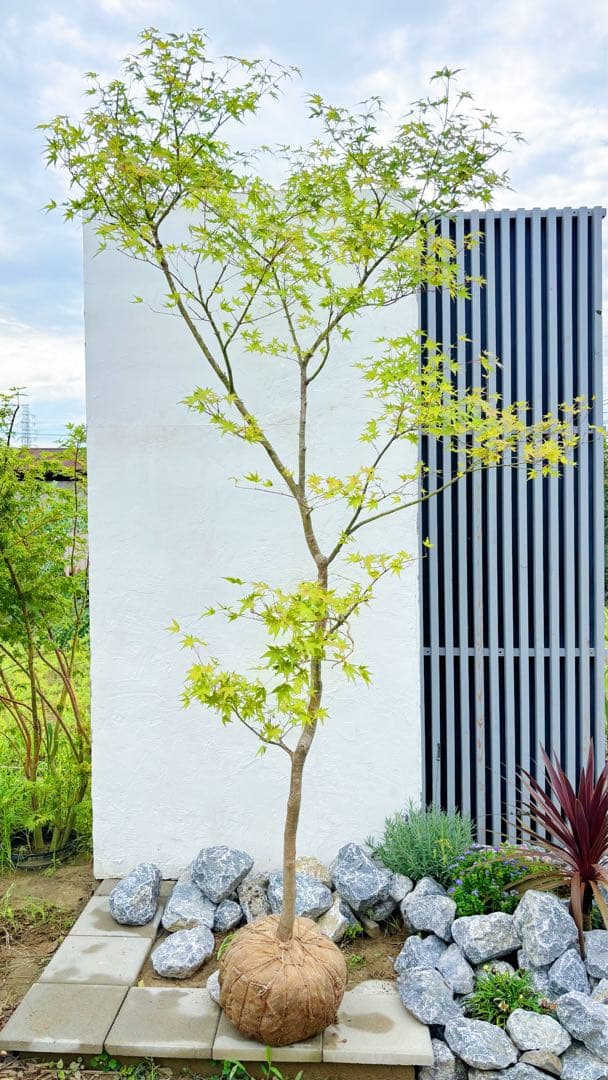 逸品。特大山採りイロハモミジ3.0M(鉢底から)◎シンボルツリー