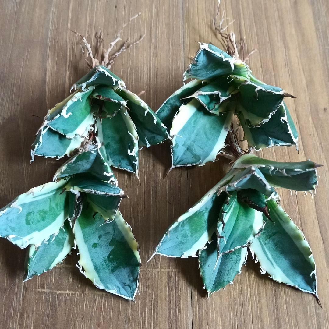 A190 特選 アガベ 白鯨錦 覆輪斑 明錦 極上4株同梱