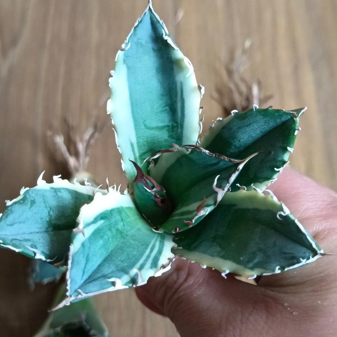 A190 特選 アガベ 白鯨錦 覆輪斑 明錦 極上4株同梱