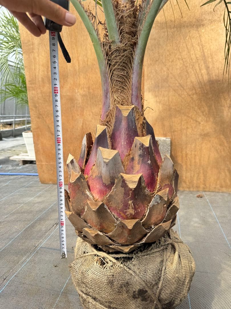 ココスヤシシルバーリーフ【極太】葉先190cm幹回り90cm 幹高40cm