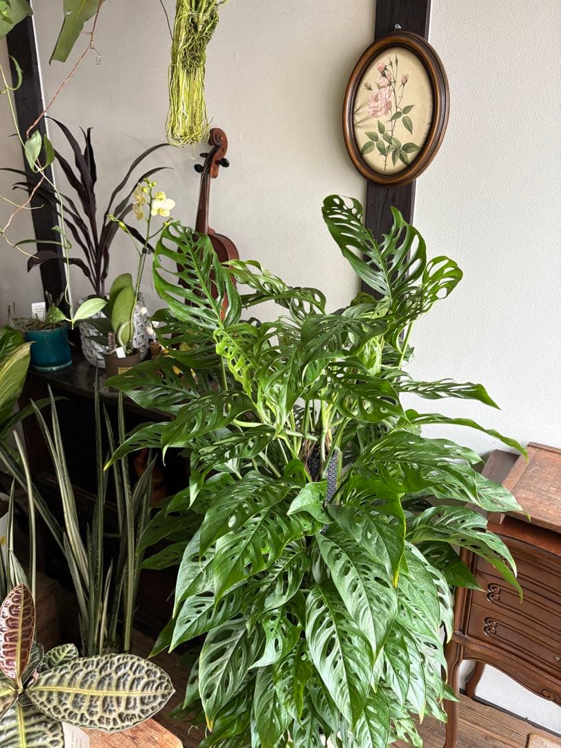 大株　モンステラ　アンダーソニー　7号鉢