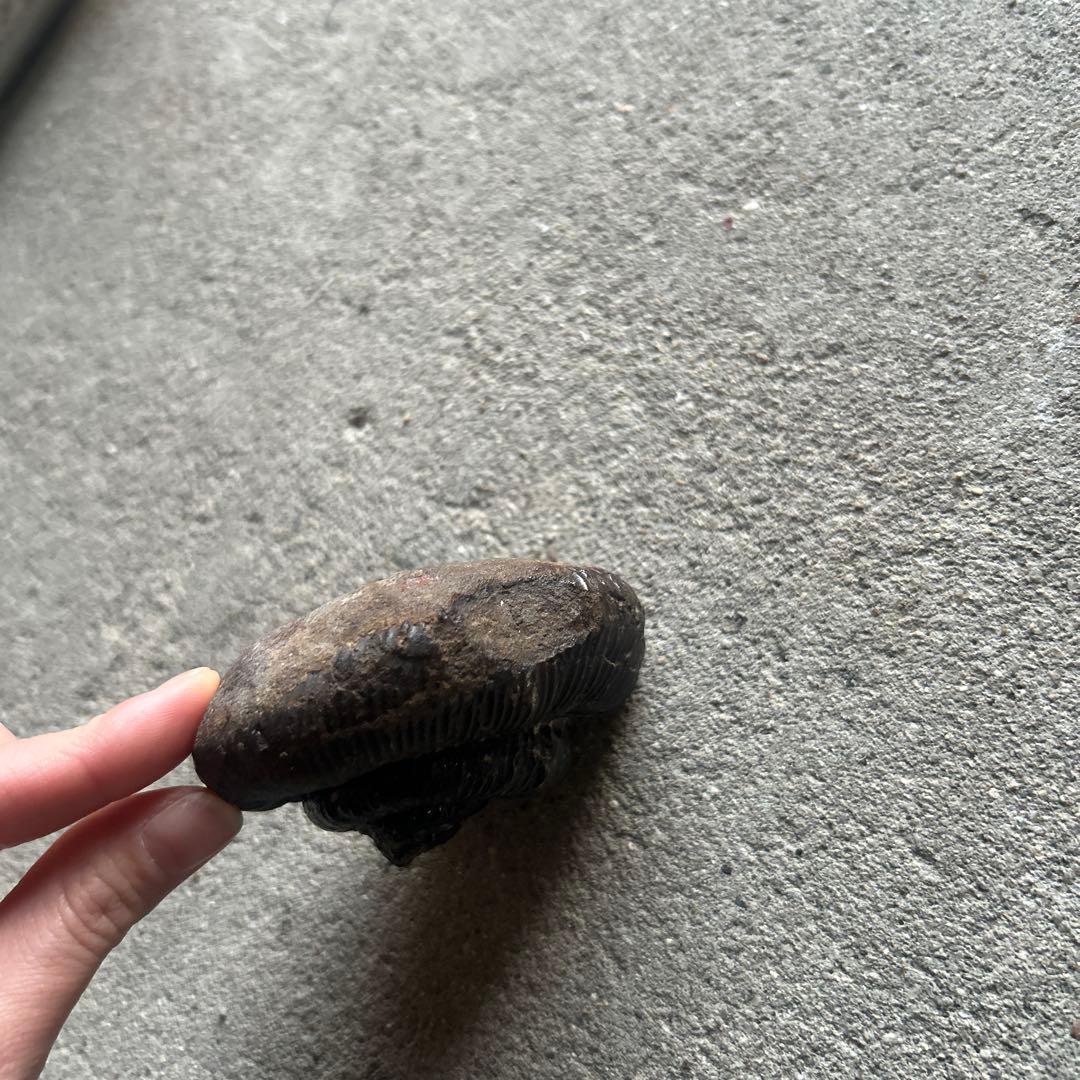 ディディモセラス　淡路島産　アンモナイト　化石