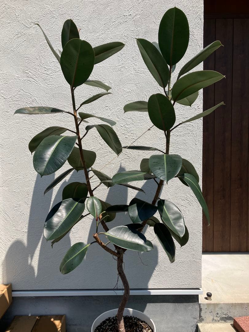 フィカスバーガンディ 大株12号鉢　190cm【引取り限定】