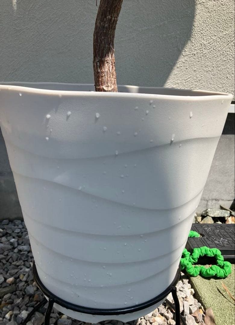 フィカスバーガンディ 大株12号鉢　190cm【引取り限定】