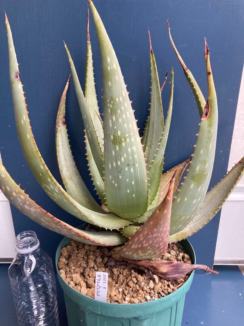 アロエ ガリエペンシス 実生 大苗 ビザールプランツ 多肉植物 ドライガーデン