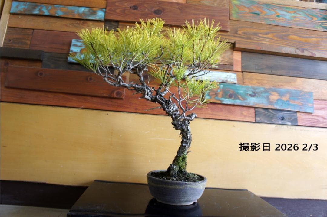 盆栽 『赤松』 インテリア 観葉植物 園芸 ガーデニング 送料無料 b201
