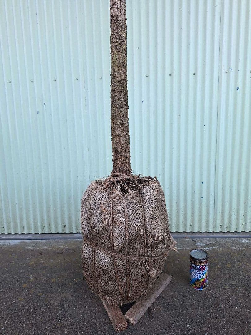 コルジリネ【レッドスター】　(赤ドラセナ)