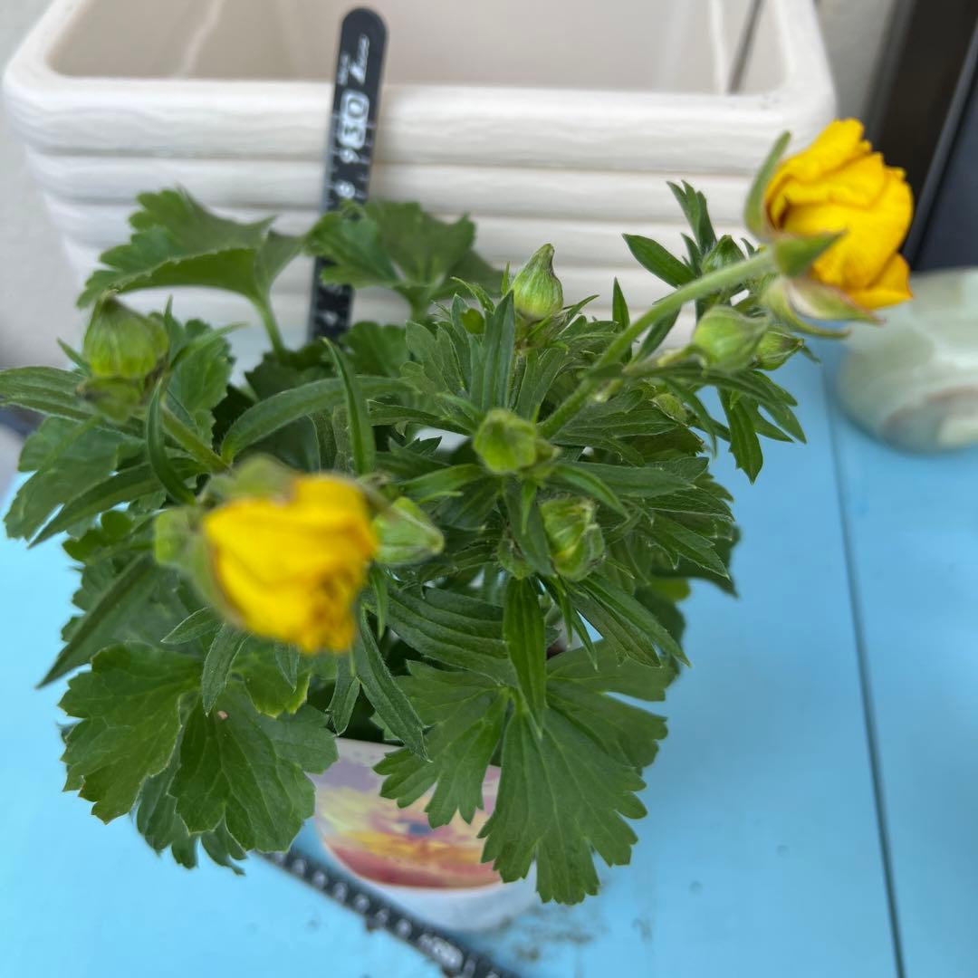 ⑧ラナンキュラスラックス❁⃘*.゜ラゴス