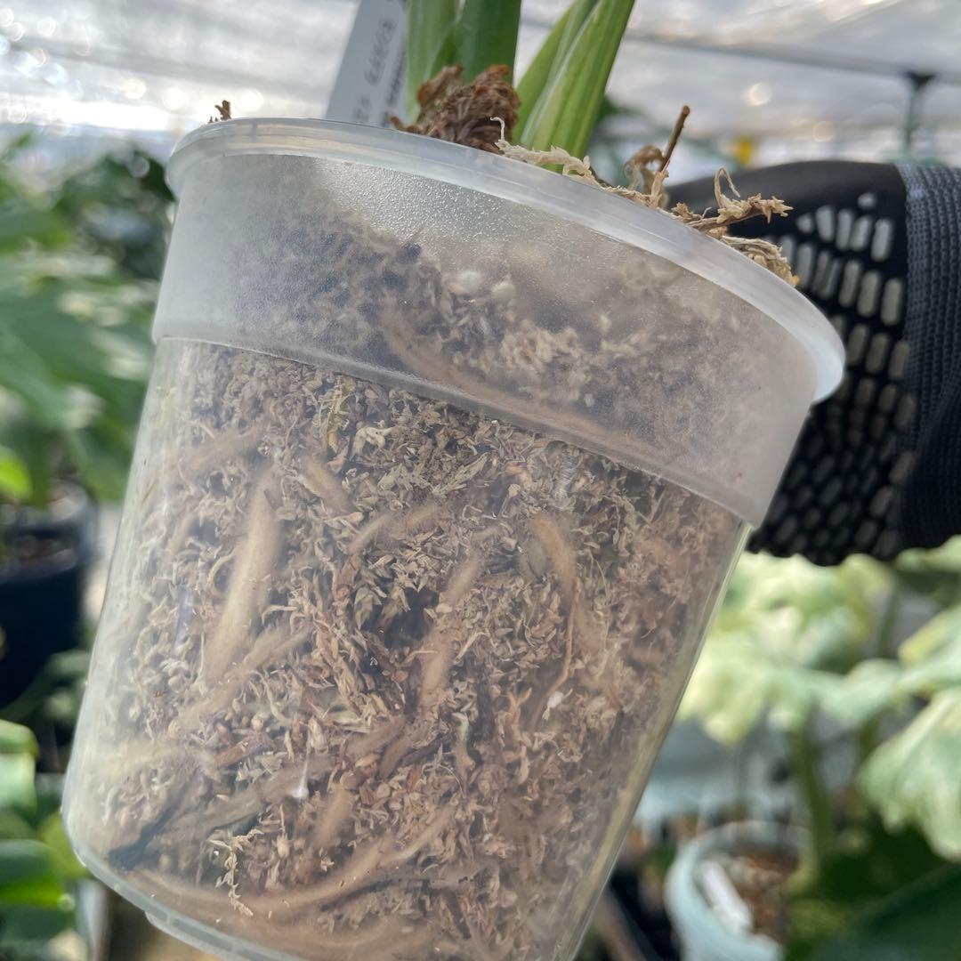 MS4 モンステラ　イエローマリリン　黄斑入り