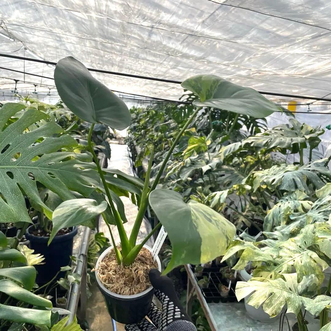 MS4 モンステラ　イエローマリリン　黄斑入り