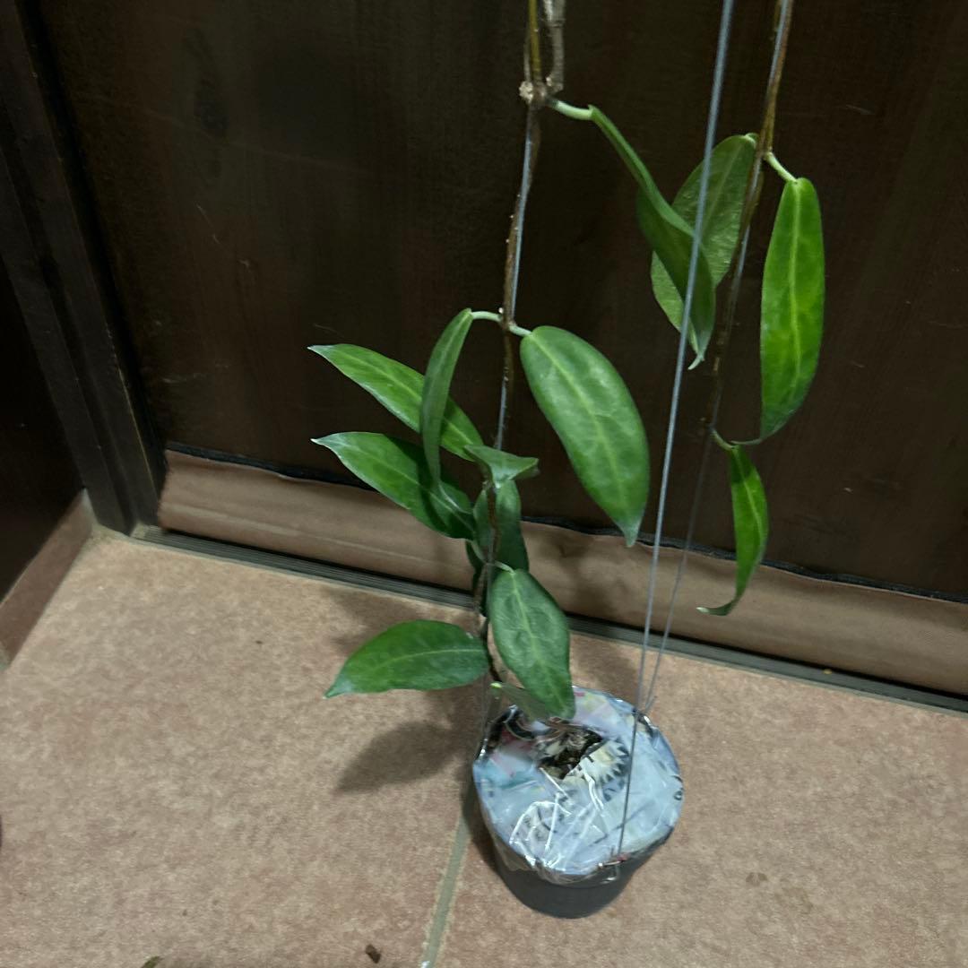 その他観葉植物 HOYA piestolepis