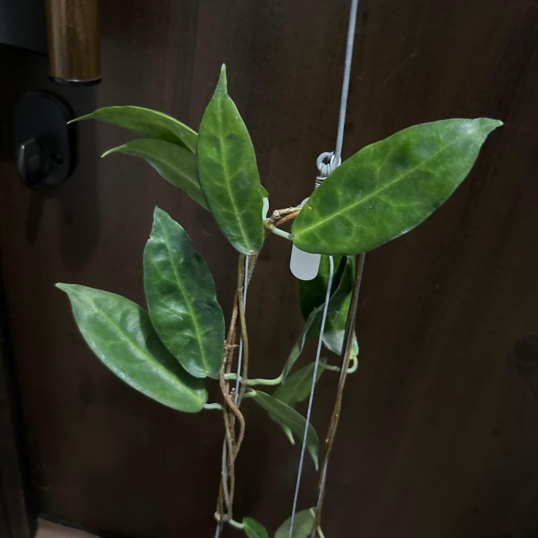 その他観葉植物 HOYA piestolepis